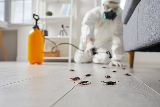 Commercial Kitchen Cockroach Control in East Hazel Crest